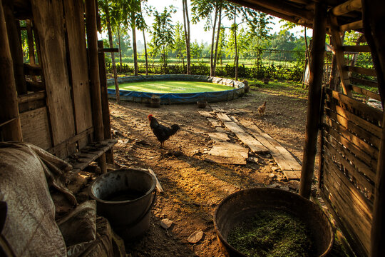 Interior view of bamboo farm shed overlooking azolla pond with rooster, traditional Indonesian farm