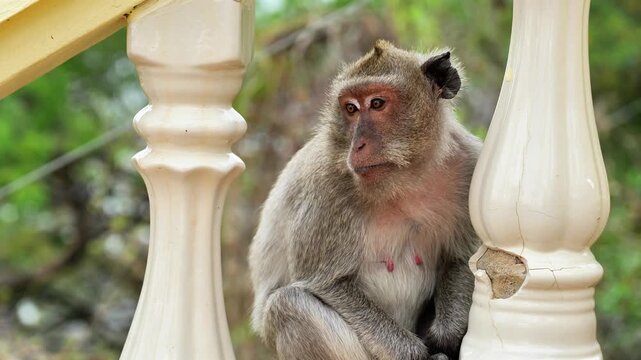 Wild Macaque Monkey Sitting on White Temple Railing at Buddhist Temple in Thailand