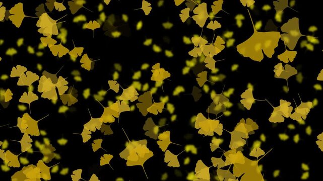 紅葉 いちょう 大 上昇気流 銀杏色 パターン03 ループ 10秒（透過背景）