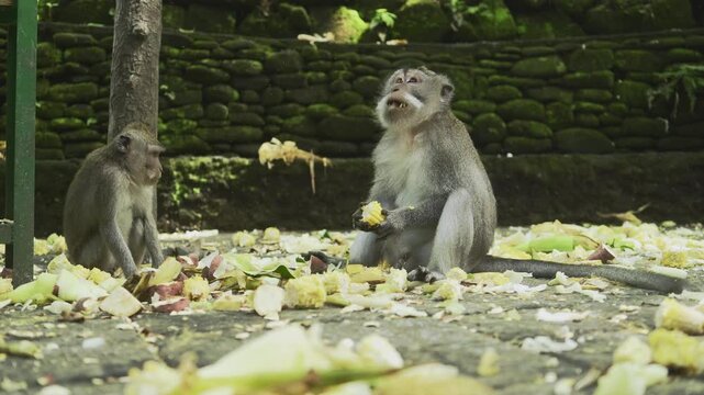 Cute calm monkeys are enjoying eat corns in the forest. Natural setting. 4K horizontal footage. Animal, wildlife and nature concept