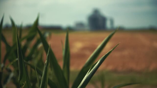 Agricultural grain silo viewed through lush green corn leaves swaying in the summer breeze. Crop production, rural infrastructure and modern farming concept. 4K.