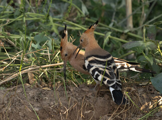 A pair of Hoopoe feeding at Buri farm, Bahrain © Dr Ajay Kumar Singh