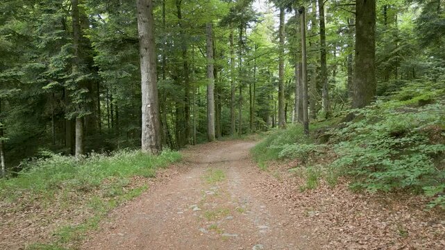 Chemin forestier dans les Vosges pr&egrave;s de Remiremont