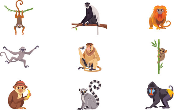 Cartoon Monkeys and Primates Character Set Featuring Spider Monkey Colobus Golden Lion Tamarin Proboscis Tarsier Lemur Mandrill and Chimpanzee Eating Banana Vector