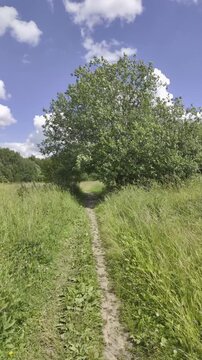 A narrow dirt path runs through high green grass directly under the shade of a large leafy tree. White cumulus clouds drift across the bright blue sky.