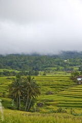 Fototapeta premium Beautiful wide-angle panoramic view of the lush green Jatiluwih rice terraces cascading under a dramatic cloudy sky, showcasing traditional subak agriculture in Bali, Indonesia.