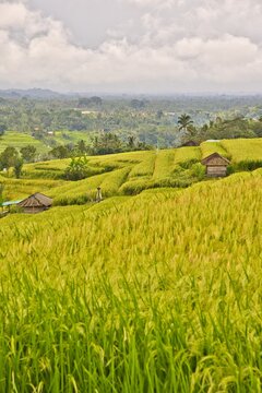 Beautiful wide-angle panoramic view of the lush green Jatiluwih rice terraces cascading under a dramatic cloudy sky, showcasing traditional subak agriculture in Bali, Indonesia.