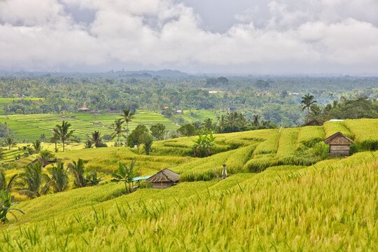 Beautiful wide-angle panoramic view of the lush green Jatiluwih rice terraces cascading under a dramatic cloudy sky, showcasing traditional subak agriculture in Bali, Indonesia.