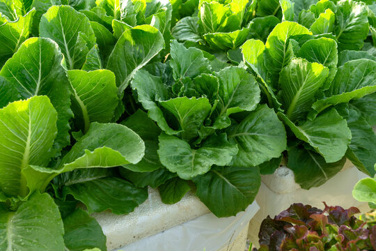 Healthy organic vegetables agriculture garden in a backyard. Fresh organic green cos and red oak lettuce growing in hydroponic Deep Water Culture - DWC smart farm garden with morning sunlight.