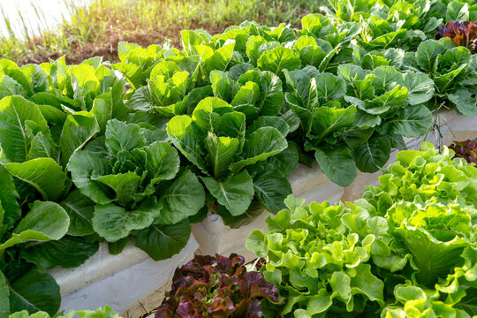 Healthy organic vegetables agriculture garden in a backyard. Fresh organic green cos and red oak lettuce growing in hydroponic Deep Water Culture - DWC smart farm garden with morning sunlight.