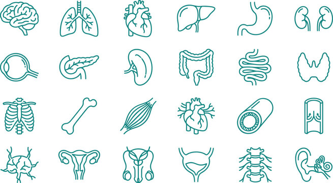 Human Internal Organs and Anatomy Line Icon Set with Medical Biology Symbols for Healthcare Education Apps Websites and Digital Designs