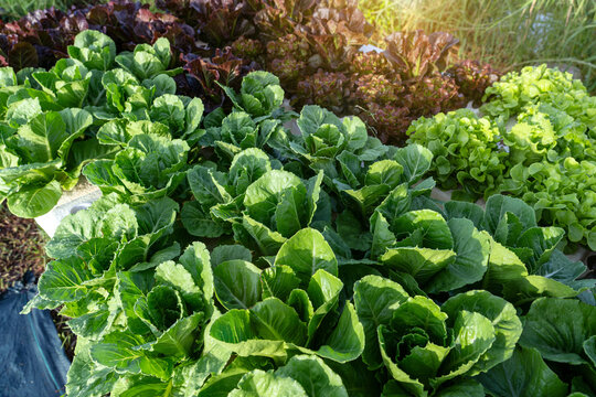 Healthy organic vegetables agriculture garden in a backyard. Fresh organic green cos and red oak lettuce growing in hydroponic Deep Water Culture - DWC smart farm garden with morning sunlight.