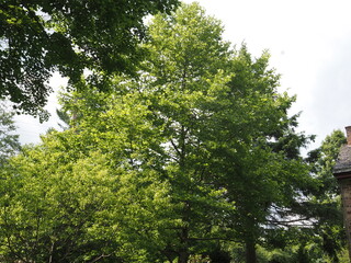 Fototapeta premium The green leaves in the forest in summer.