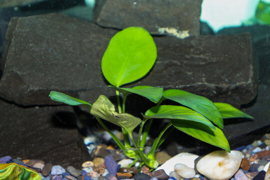 A green anubias aquarium plant grows at the bottom of a home tank among colorful gravel and pebbles. In the background, large dark stones create a natural contrast with the bright leaves.