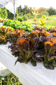 Home vegetable garden in a backyard farm. Fresh red cos and green cos lettuce growing in a hydroponic system Deep Water Culture - DWC farm under warm evening sunlight.