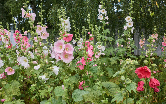 A variety of hollyhock flowers in a flower bed, colorful summer background