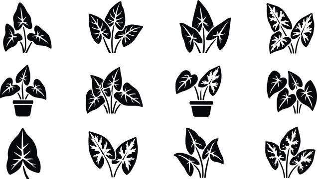Black Vector Caladium Elephant Ear Leaves Potted Plant Icons Set