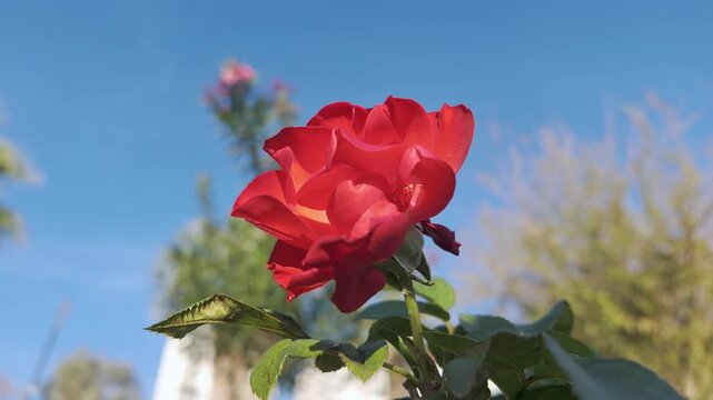 Slow zoom on scarlet red rose blooming against clear blue sky in sunny garden.