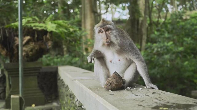Cute monkey is eating coconut meat or flesh in the forest. 4K horizontal footage. Animal, Nature or wildlife concept