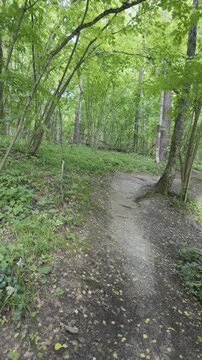 A winding dirt path stretches through a dense green forest with tall trees. Thick canopy overhead creates a shaded natural environment.