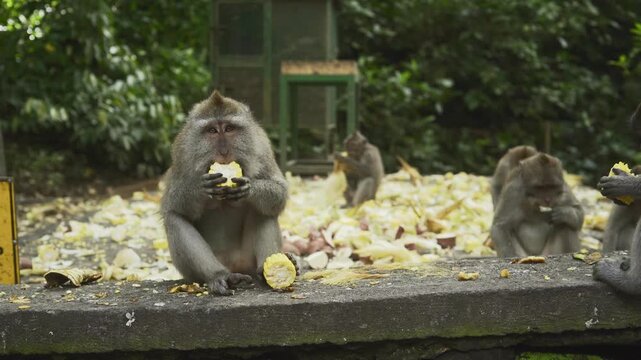 Cute calm monkeys are enjoying eat corns in the forest. Natural setting. 4K horizontal footage. Animal, wildlife and nature concept
