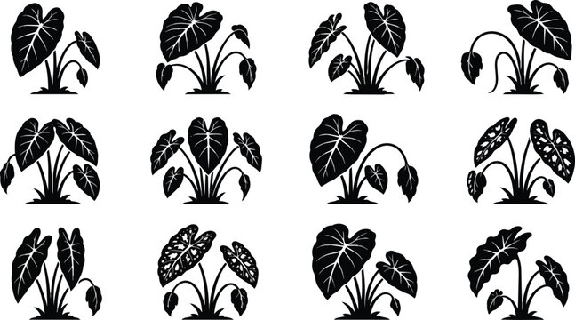 Elephant Ear Plants Vector Silhouettes Tropical Leaves Botanical Illustration Set