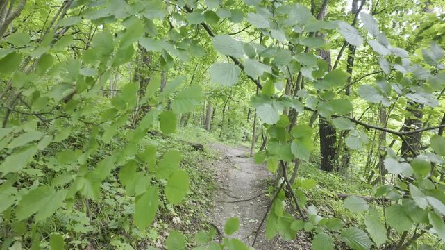 The camera moves through green hazel leaves and continues along a dirt forest path. Sunlight illuminates the dense summer foliage around the trail.