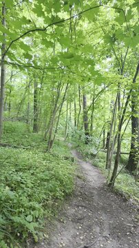 A narrow dirt path slopes down through a dense green forest. Sunbeams filter through the thick canopy of leaves overhead.
