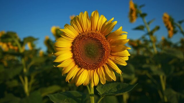Golden sunflower blooms maturing under the summer sun in a cultivated field. Oilseed crop, sustainable farming and food production theme. 4K.