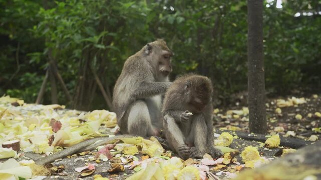 Cute calm monkeys are enjoying eat corns in the forest. Natural setting. 4K horizontal footage. Animal, wildlife and nature concept
