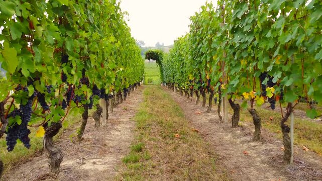 Moving through a lush vineyard in early autumn showing rows of grapevines heavy with ripe dark grapes ready for harvest.