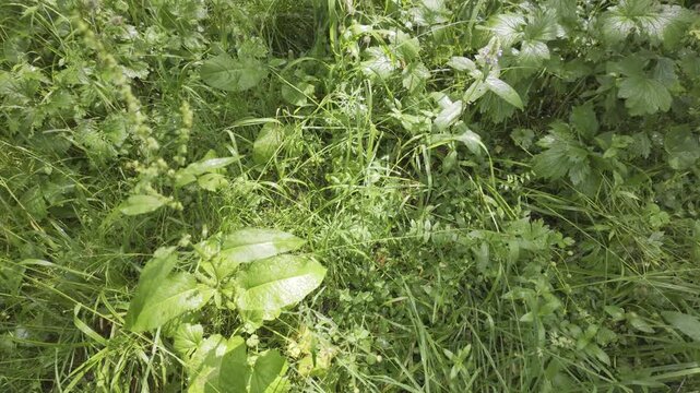 Thick green grass and wild plants grow densely in a summer meadow. Natural daylight illuminates the rich textures of the diverse forest floor vegetation.