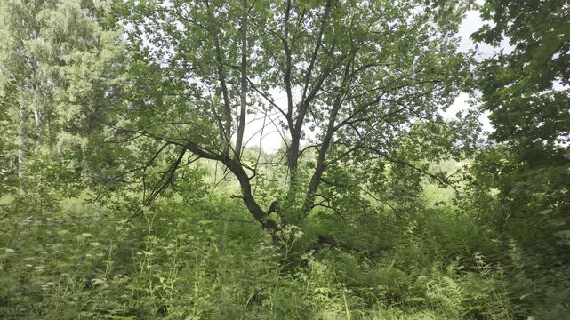 The camera moves forward toward a spreading willow tree in a lush green meadow. Bright summer daylight highlights the thick branches and dense green foliage.