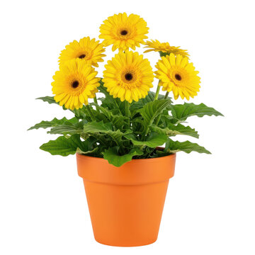 Bright yellow gerbera daisies in a terracotta pot