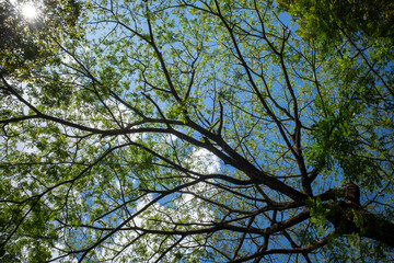 Fototapeta premium Canopy of Trembesi (Samanea saman), the rain tree, Monkey pod tree