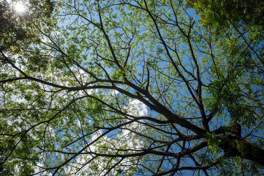 Canopy of Trembesi (Samanea saman), the rain tree, Monkey pod tree