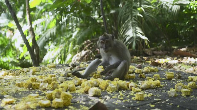 Cute calm monkeys are enjoying eat corns in the forest. Natural setting. 4K horizontal footage. Animal, wildlife and nature concept