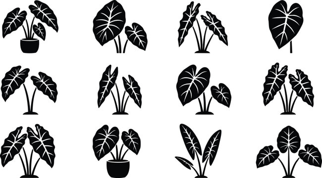 Vector Set of Elephant Ear Plants Icons, Houseplant Silhouettes Collection