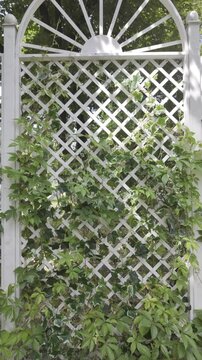 The camera moves backward revealing a white wooden lattice fence covered with climbing plants. Bright summer daylight illuminates the green garden foliage.