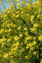 Fototapeta premium Yellow wild mustard flowers bloom on a lush green field under a clear blue sky. This bright organic wildflower crop serves as a natural backdrop for summer botany and agronomy.