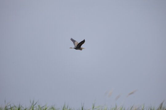 Bird flies over a field with tall grass in a cloudy sky during daytime