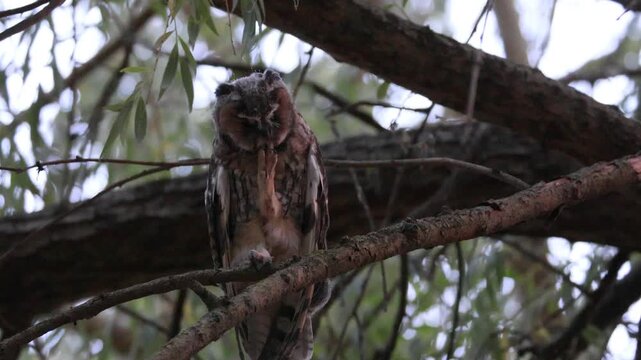 Wildlife footage of a juvenile long-eared owl (Asio otus) perched on a willow branch, cleaning its talons and preening its feathers at dusk.