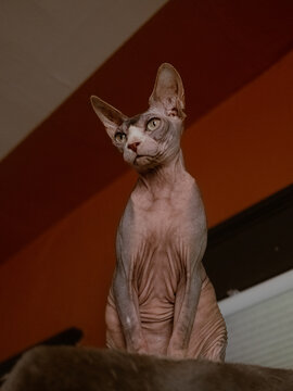 Regal Sphynx cat sitting upright with alert expression indoors