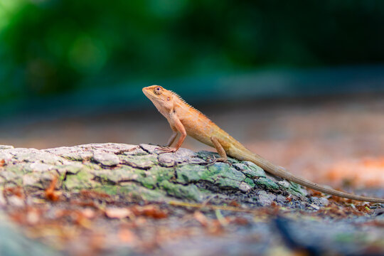 Small lizard basking on a tree trunk in the forest.