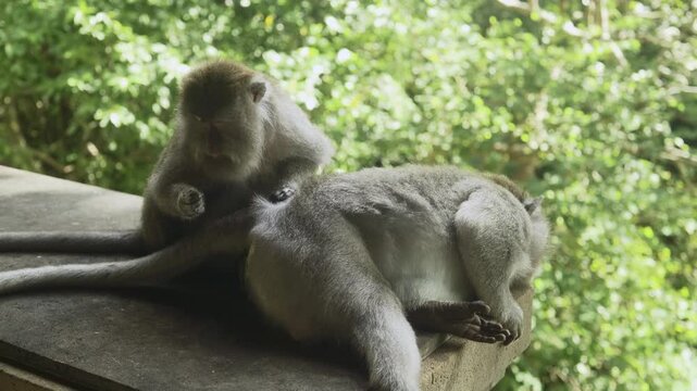 Cute calm monkeys are looking for fleas in the forest, green trees as background. Animal, wildlife and nature concept. 4K horizontal footage