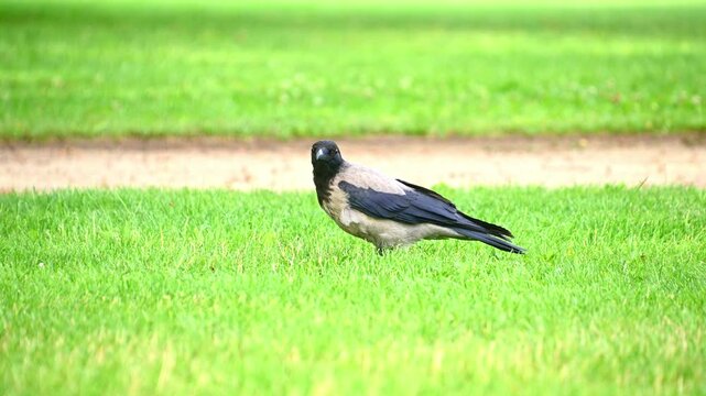 Hooded crow pecking and walking on grassy park lawn during daytime