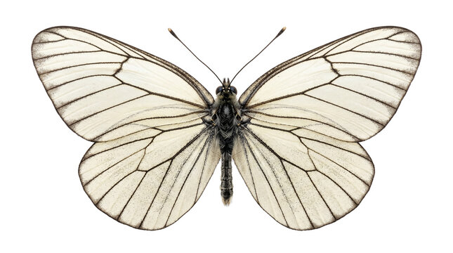 Black veined white butterfly wings spread with butterfly creature beautiful wildlife entomology delicate symmetrical environmental specimen collection background on transparent background