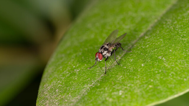Bio Diversity - Anthomyia procellaris - Seldom seen Fly on a green Leaf