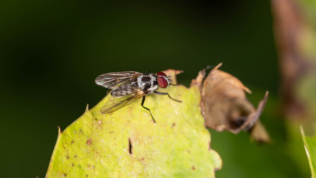 Bio Diversity - Anthomyia procellaris - Seldom seen Fly on a green Leaf