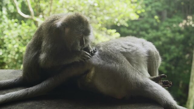 Cute calm monkeys are looking for fleas in the forest, green trees as background. Animal, wildlife and nature concept. 4K horizontal footage